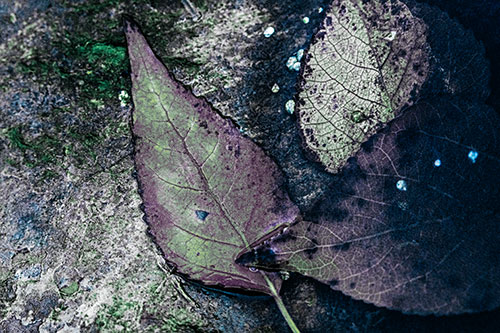 Soggy Cannibal Leaf Face Chewing Another Leaf (Blue Tint)
