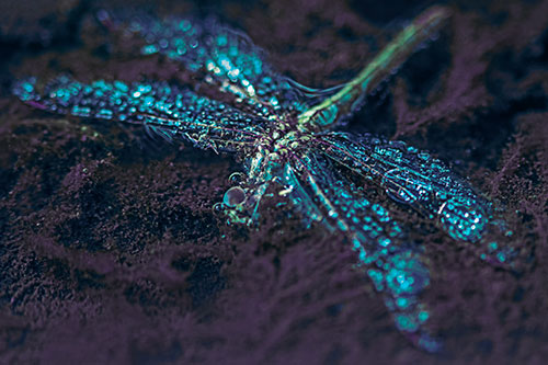 Soggy Dead Dragonfly Floating Atop Algae (Blue Tint Photo)