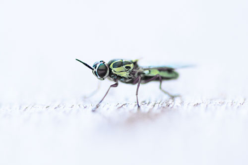 Soldier Fly Standing Still Among Light (Blue Tint)