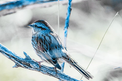 Song Sparrow Overlooking Water Pond (Blue Tint Photo)