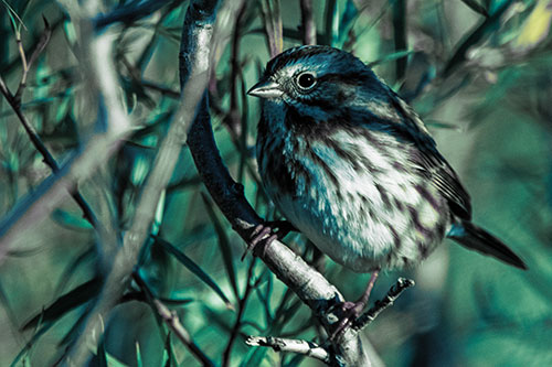 Song Sparrow Perched Along Curvy Tree Branch (Blue Tint Photo)