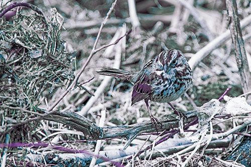 Song Sparrow Standing Atop Broken Branch (Blue Tint Photo)