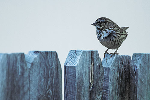 Song Sparrow Standing Atop Wooden Fence (Blue Tint Photo)