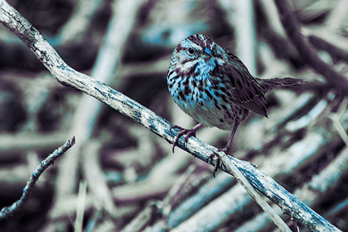 Song Sparrow Surfing Broken Tree Branch (Blue Tint Photo)