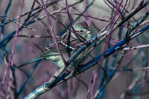 Song Sparrow Watches Sunrise Among Tree Branches (Blue Tint Photo)
