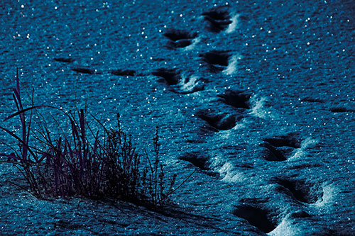 Sparkling Snow Footprints Across Frozen Lake (Blue Tint Photo)