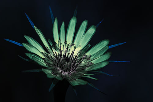 Spiky Salsify Flower Gathering Sunshine (Blue Tint Photo)