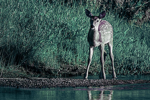 Spotted White Tailed Deer Standing Along River Shoreline (Blue Tint)