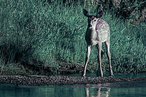 Spotted White Tailed Deer Standing Along River Shoreline (Blue Tint Photo)