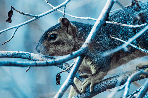 Squirrel Climbing Down From Tree Branches (Blue Tint Photo)