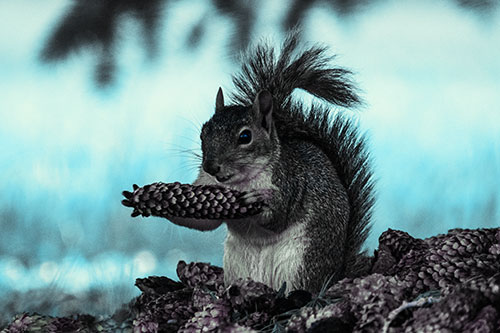 Squirrel Eating Pine Cones (Blue Tint Photo)