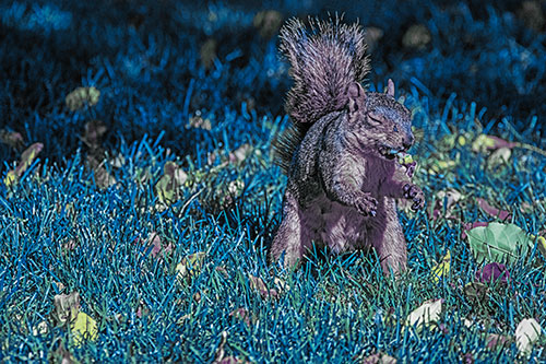 Squirrel Enjoying Breakfast Among Fallen Autumn Leaves (Blue Tint)