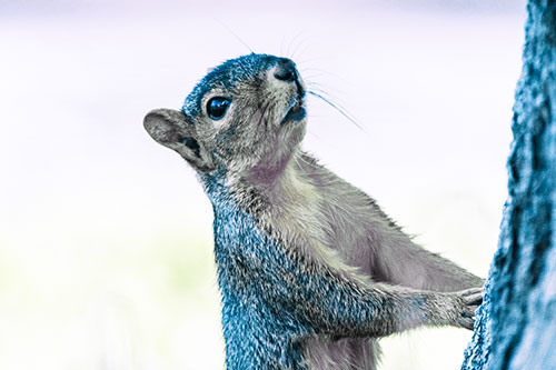 Squirrel Glances Up Tree Trunk (Blue Tint)