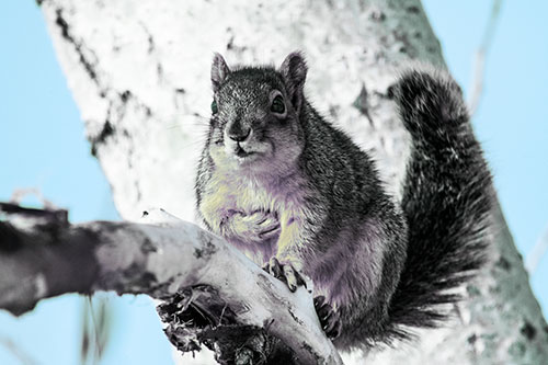 Squirrel Grasping Chest Atop Thick Tree Branch (Blue Tint Photo)