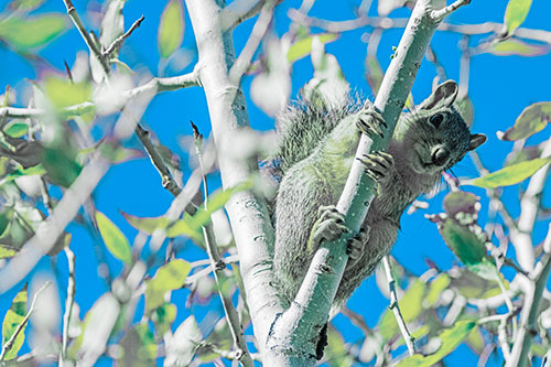 Squirrel Gripping Ahold Of Tree Branch (Blue Tint)