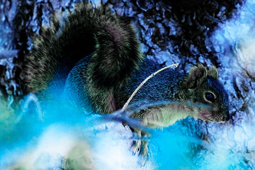Squirrel Hiding Behind Tree Branches (Blue Tint Photo)