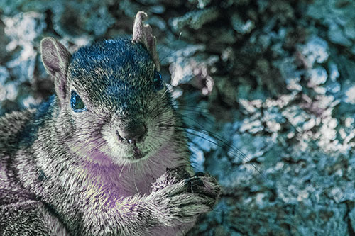 Squirrel Holding Food Atop Tree Branch (Blue Tint)