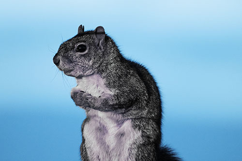 Squirrel Holding Food Tightly Amongst Chest (Blue Tint Photo)