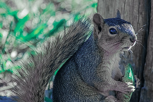 Squirrel Holding Watermelon Slice Glancing Sideways (Blue Tint)