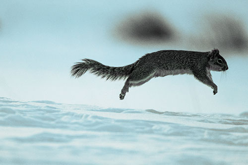 Squirrel Leap Flying Across Snow (Blue Tint Photo)