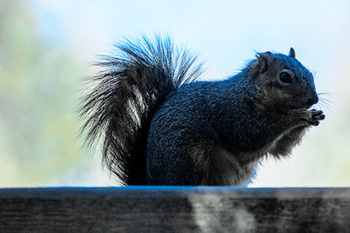 Squirrel Nibbles Breakfast Atop Concrete Skatepark (Blue Tint)