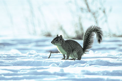 Squirrel Observing Snowy Terrain (Blue Tint Photo)