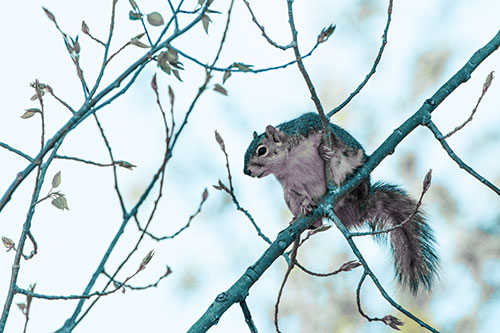 Squirrel Sits Among Sprouting Tree Branches (Blue Tint)
