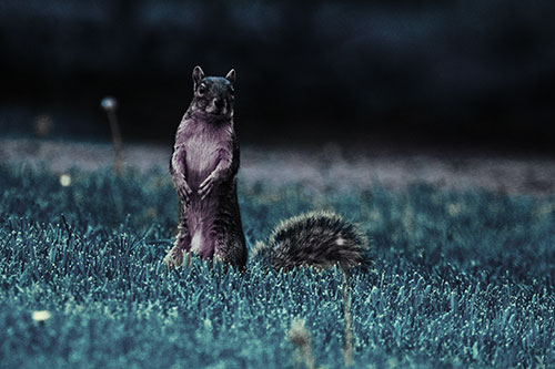 Squirrel Standing Atop Fresh Cut Grass On Hind Legs (Blue Tint Photo)