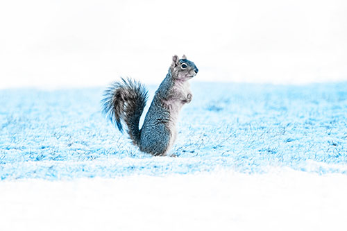 Squirrel Standing On Snowy Patch Of Grass (Blue Tint Photo)