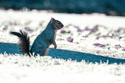Squirrel Standing Upwards On Hind Legs (Blue Tint Photo)
