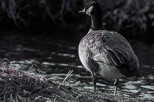 Standing Canadian Goose Looking Sideways Towards Sunlight (Blue Tint Photo)