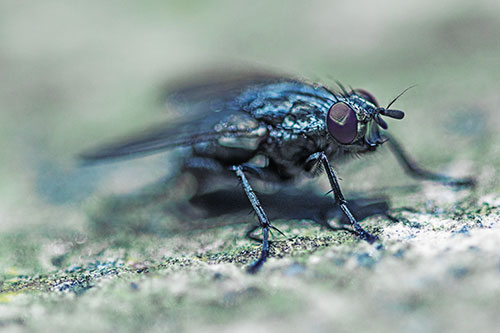 Standing Cluster Fly Getting Suntan Atop Rock (Blue Tint)