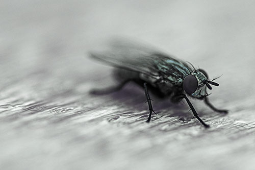 Standing Cluster Fly Resting Atop Wood (Blue Tint)