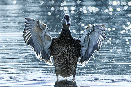 Standing Mallard Duck Flapping Wings Among Shore (Blue Tint)