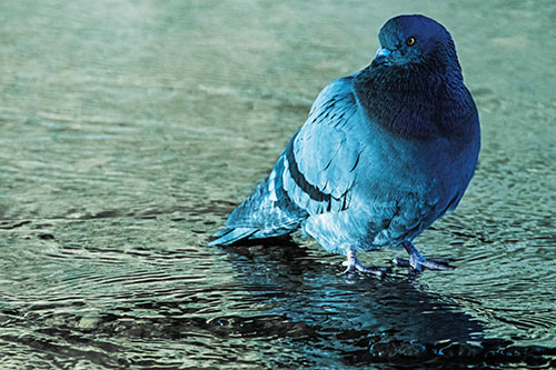 Standing Pigeon Gandering Atop River Water (Blue Tint Photo)