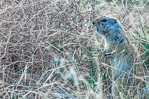 Standing Prairie Dog Snarls Towards Intruders (Blue Tint Photo)