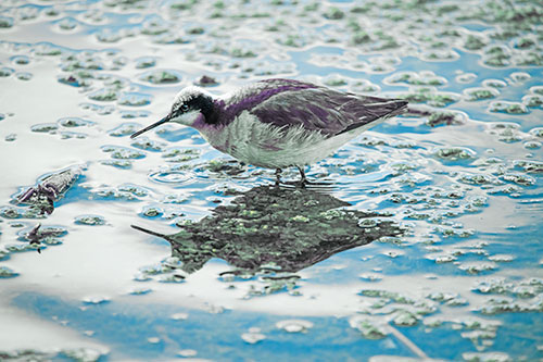 Standing Sandpiper Wading In Shallow Algae Filled Lake Water (Blue Tint Photo)