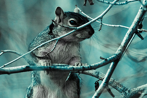 Standing Squirrel Peeking Over Tree Branch (Blue Tint Photo)