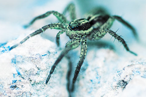 Standing Wolf Spider Guarding Rock Top (Blue Tint Photo)
