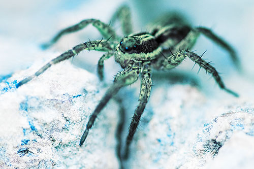 Standing Wolf Spider Guarding Rock Top (Blue Tint)
