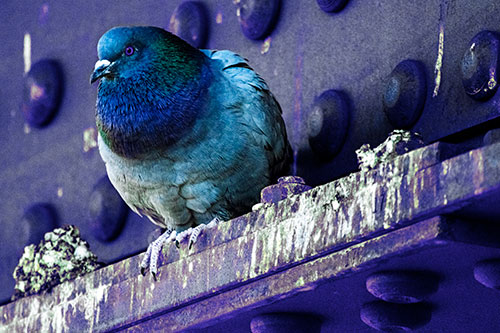 Steel Beam Perched Pigeon Keeping Watch (Blue Tint Photo)