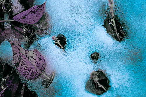 Stem Shocked Snow Face Among Fallen Leaves (Blue Tint Photo)