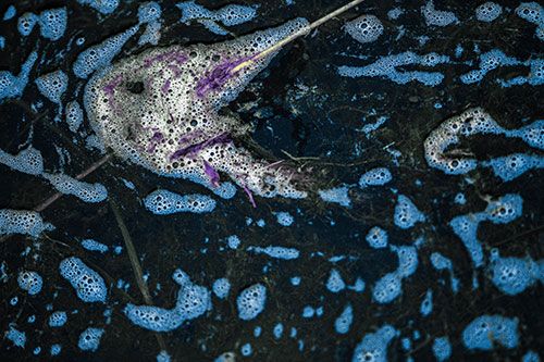 Stick Impales River Bubble Face Through Eye (Blue Tint Photo)