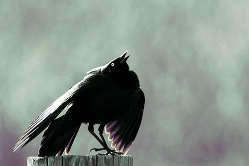 Stomping Grackle Croaking Atop Wooden Fence Post (Blue Tint Photo)