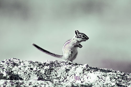 Straight Tailed Standing Chipmunk Clenching Paws (Blue Tint)