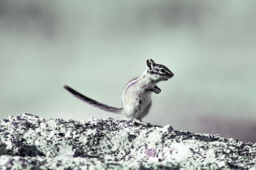 Straight Tailed Standing Chipmunk Clenching Paws (Blue Tint Photo)