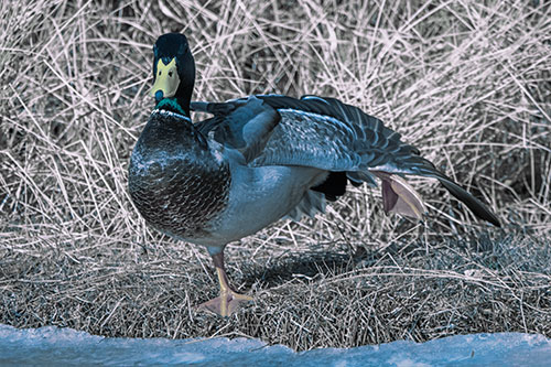 Stretching Mallard Duck Along Icy River Shoreline (Blue Tint Photo)