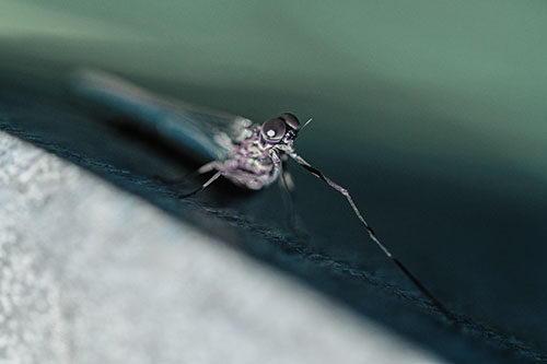 Stretching Mayfly Relaxing Among Shade (Blue Tint)