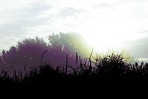 Sun Rises Beyond Fog Filled Treeline (Blue Tint Photo)