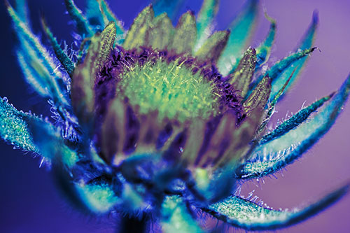 Sunflower Bud Unfurling Towards Sunlight (Blue Tint Photo)